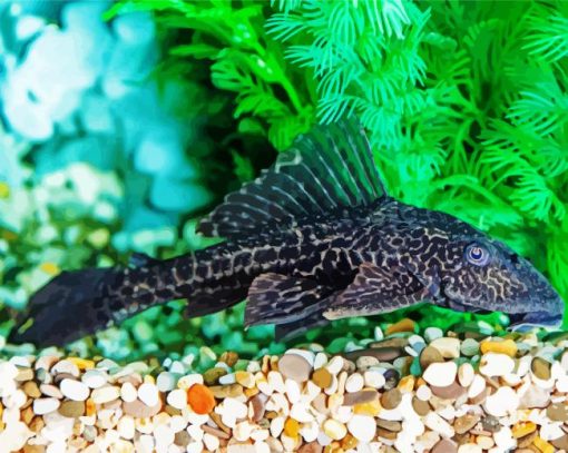 Pleco Fish paint by numbers