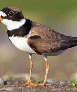 Semipalmated Plover Coastal Bird paint by numbers