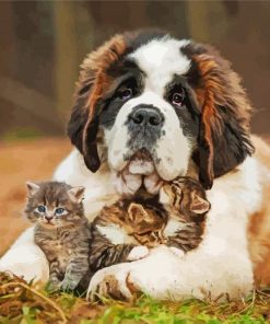 Saint Bernard And Kittens paint by numbers