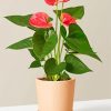 The Still Anthurium Pink Plant paint by numbers