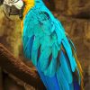 Blue Gold Macsaw Parrot Bird paint by numbers
