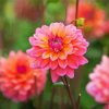 Dahlia Coral flowers paint by number