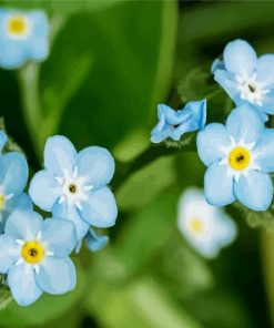 Forget Me Not Flowes paint by numbers