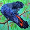 Red Tailed Black Cockatoo Bird paint by numbers