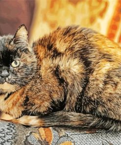 Tortoiseshell Cat Paint by numbers