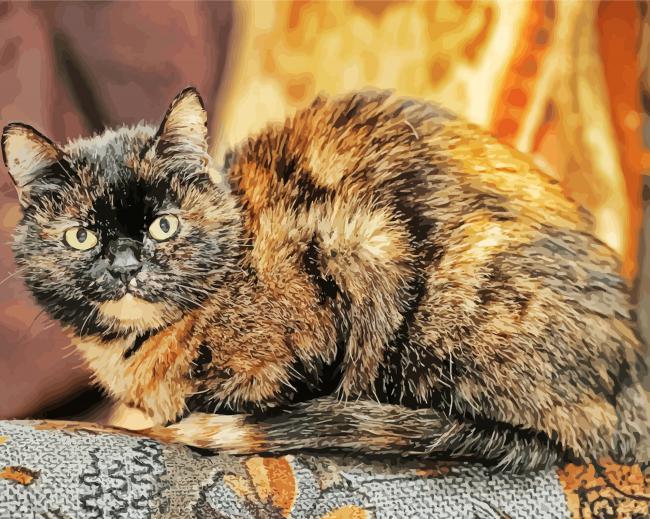 Tortoiseshell Cat Paint by numbers