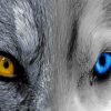Wolf With Two Different Color Eyes paint by numbers