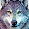 Two Different Color Eyes Wolf paint by numbers
