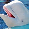 cute Beluga whale animal paint by number