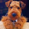 cute Welsh Terrier paint by number