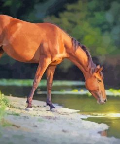 Brown Horse By Water paint by numbers