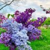 Cute Lilac Tree paint by numbers