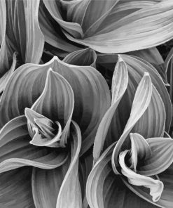 Black and white plant paint by numbers