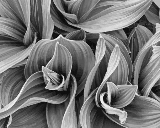 Black and white plant paint by numbers