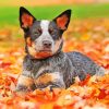 Blue Heeler Dog paint by numbers