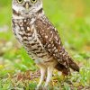Burrowing owl Bird paint by number