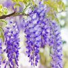 Purple Wisteria Flowers paint by numbers