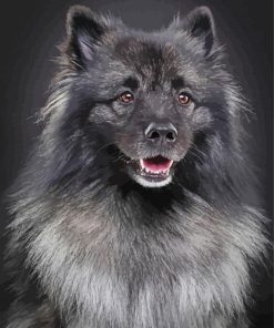 black and grey keeshond paint by numbers
