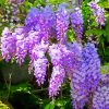 Purple Flowers Wisteria paint by numbers