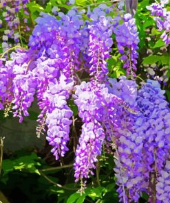 Purple Flowers Wisteria paint by numbers