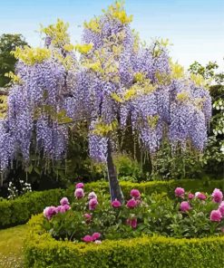 Purple Wisteria Tree paint by numbers