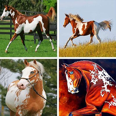 american paint horse paint by numbers