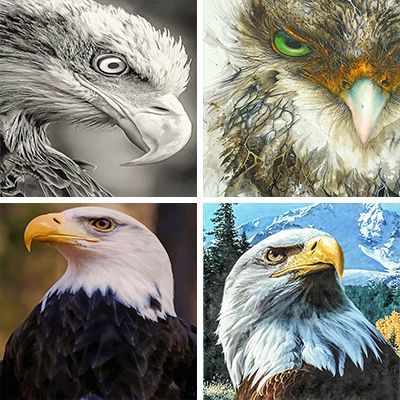 bald eagle paint by numbers