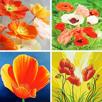 California Poppy paint by numbers