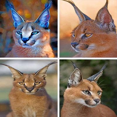 caracal paint by numbers