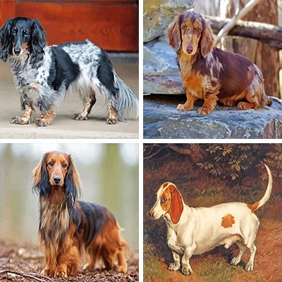 Dachshund paint by numbers