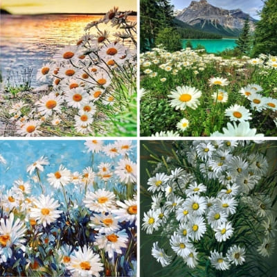 daisies paint by numbers