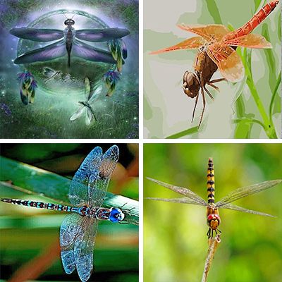 dragonflies paint by numbers