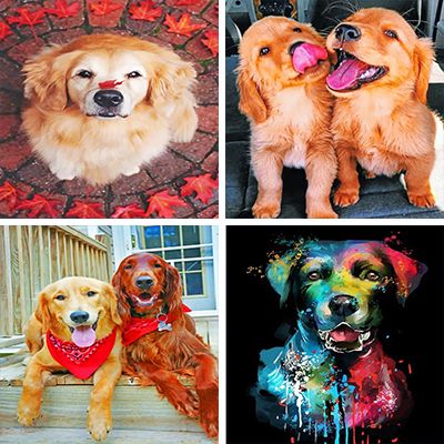 golden retriever paint by numbers