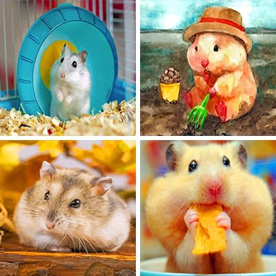 hamsters paint by numbers