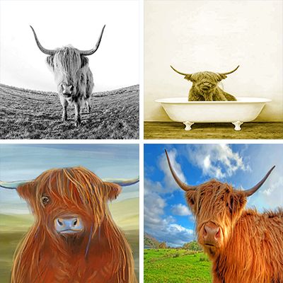 highland cows paint by numbers