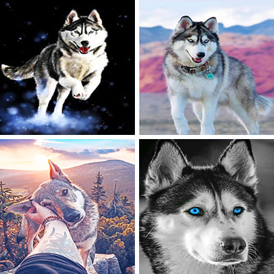 husky paint by numbers