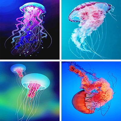 jellyfish paint by numbers
