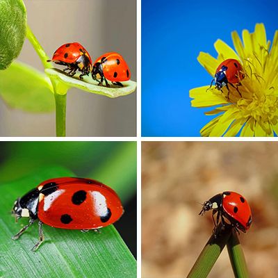 ladybugs paint by numbers