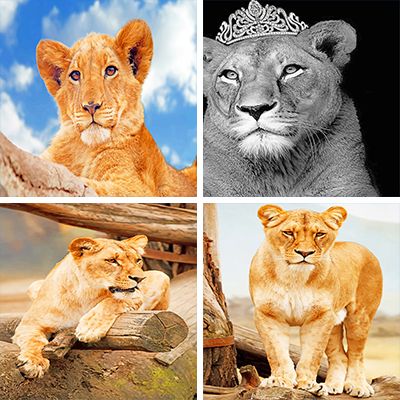 Lioness paint by numbers