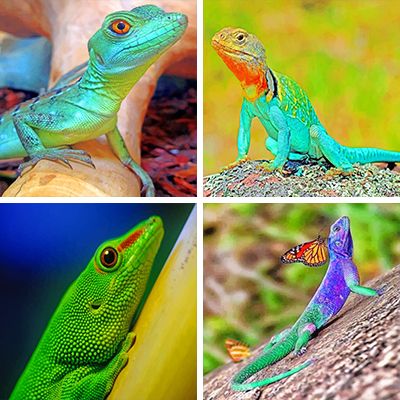 Lizards paint by numbers