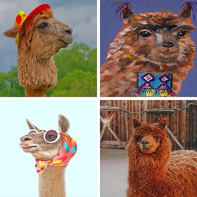 llamas paint by numbers