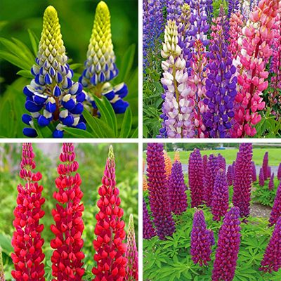 Lupines paint by numbers