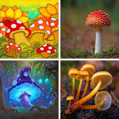 mushrooms paint by numbers