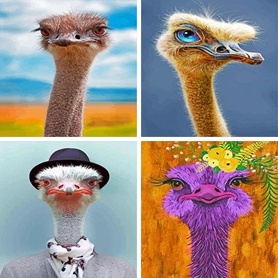 Ostriches paint by numbers