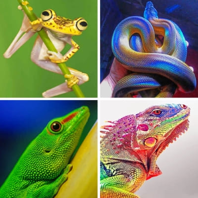 reptiles paint by numbers