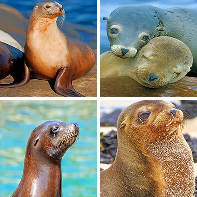 sea lions paint by numbers