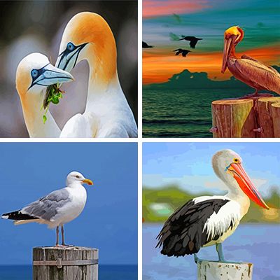 seabirds paint by numbers