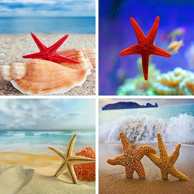 Starfishes paint by numbers