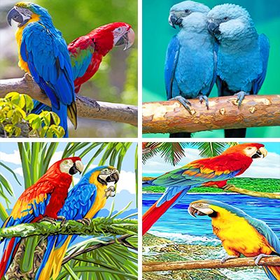 two macaws paint by numbers