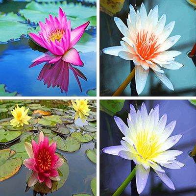 Water Lilies Paint by numbers
